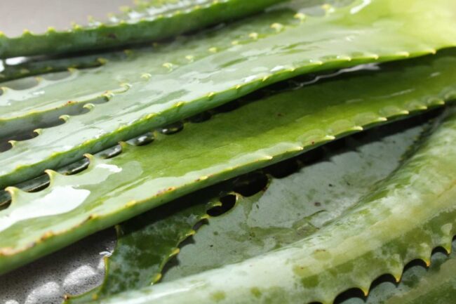 How to cut and what to do with aloe vera - Live Love Raw